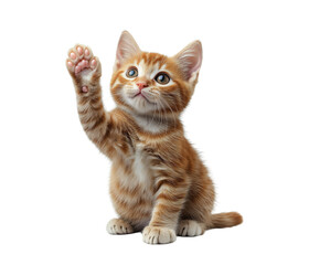 Obraz premium Cute ginger kitten sitting and raising paw, young domestic cat isolated on transparent background