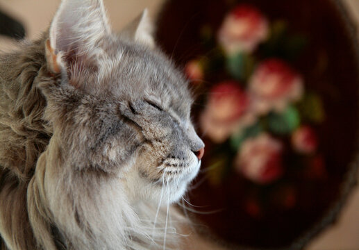 Santa Fe, New Mexico, United States. Grey tabby resting.