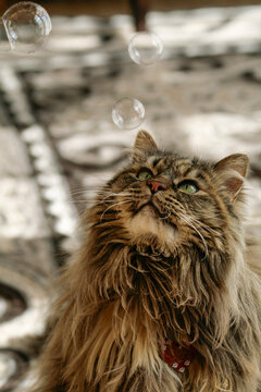 Santa Fe, New Mexico. Cat mesmerized with bubbles. 