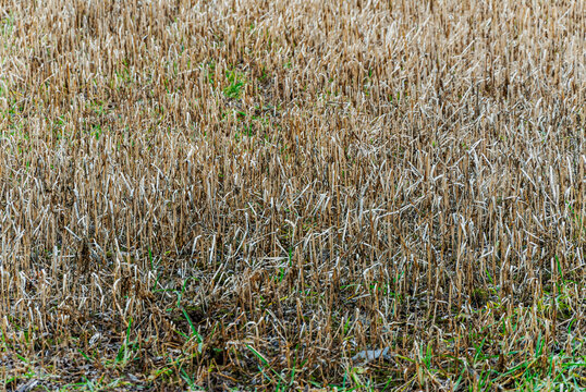 Feld mit abgestorbenen Pflanzen