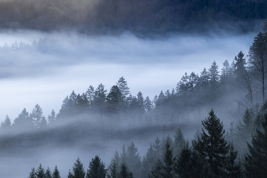 Aerial view of the misty forest where the fog gently caresses the treetops, creating a serene and ethereal landscape, Ljubljana, Slovenia.