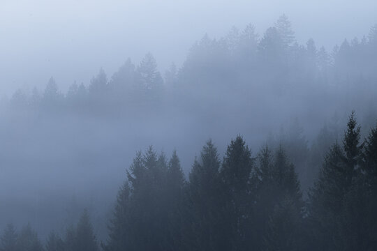 Aerial view of a dense forest veiled in a cool mist, the evergreens fading into the ethereal blue of the sky, Ljubljana, Slovenia.