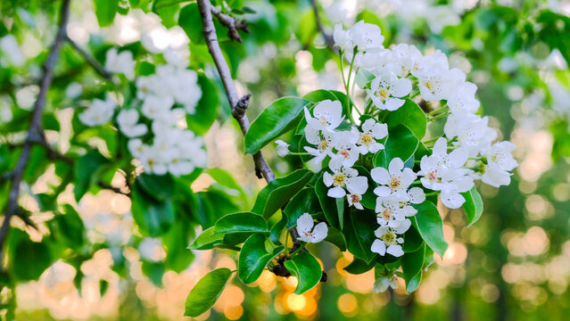 Pear blossom with leafs on the srping morning