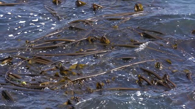 Kelp Forest reaching the Surface 4K UHD.The top of a kelp forest floating on the surface of the ocean. 4K, UHD.
