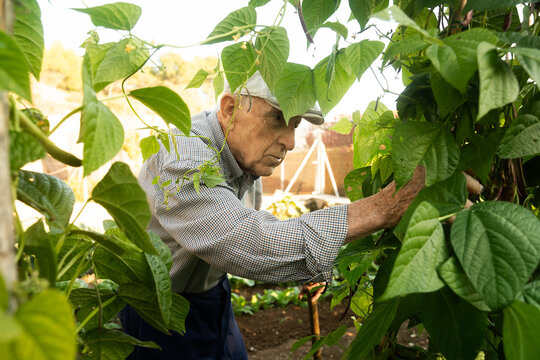 Elderly man tending to green beans in a sunny garden in spring