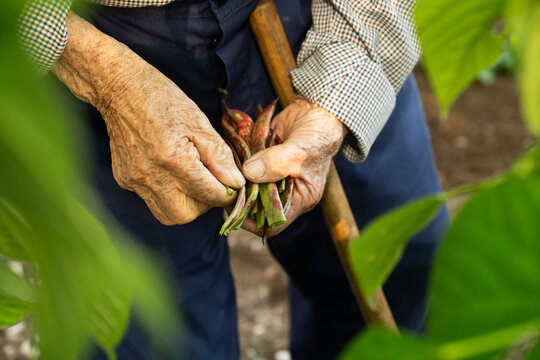 Senior gardener harvesting fresh green beans in a lush garden