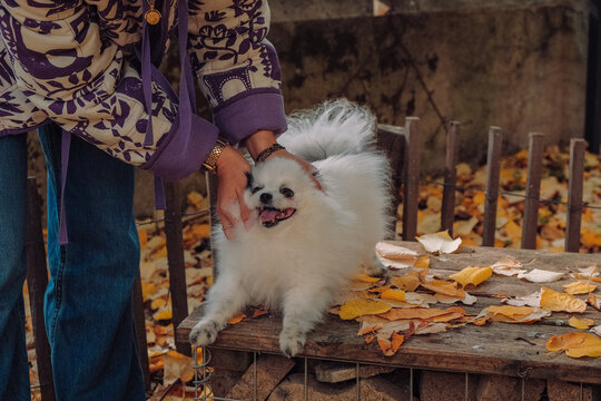 Petting a Small Dog in Autumn