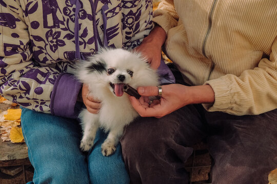 Feeding Pomeranian Dog in the Park