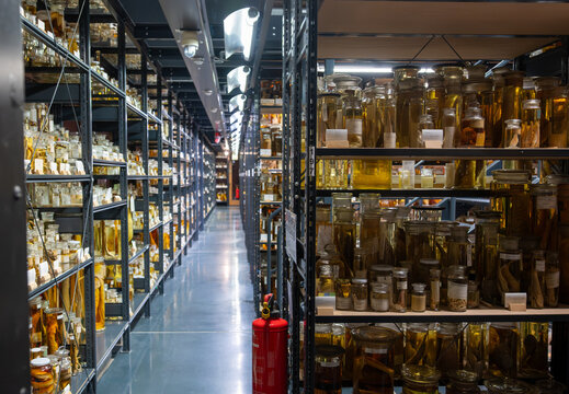 Extensive collection of biological specimens preserved in fluid-filled jars, organized on shelves in a scientific storage facility