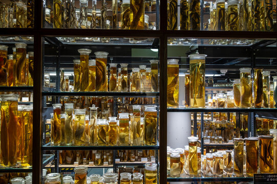 Biological specimens immersed in preserving fluid fill numerous jars displayed on illuminated shelves, showcasing a scientific collection