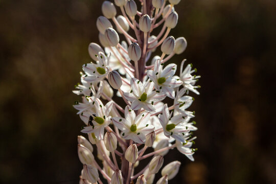 Drimia maritima, also known as sea squill (urginea maritima, rimia maritima, sea squill)