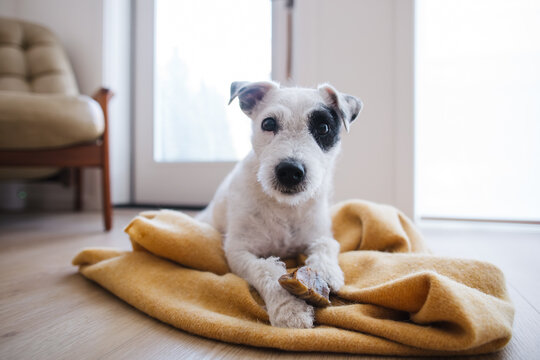Candid dog with black eye patch on blanket indoors, cozy moment