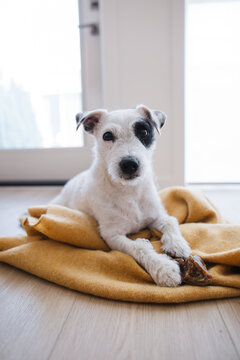 Cute white dog with black eye patch on yellow blanket indoors, f