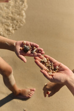 Hands Holding Seashells on Sandy Beach