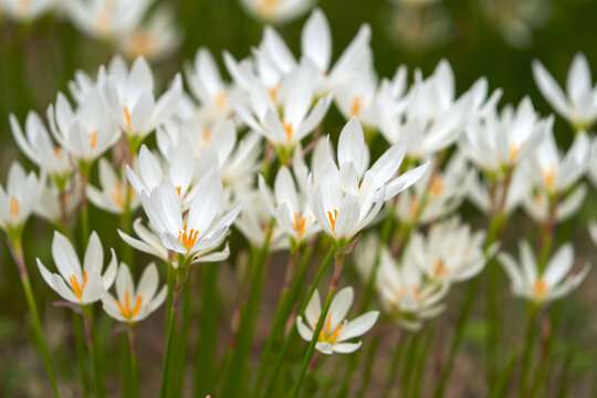 White flowers of white zephyranthes on a flowerbed.