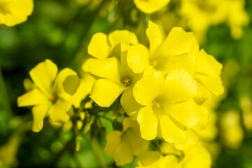Oxalis is a genus of plants belonging to the family Oxalidaceae.