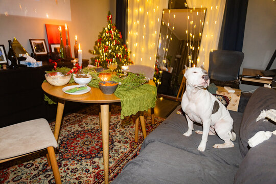 Cozy Indoor Celebration With Festive Decorations and a Dog