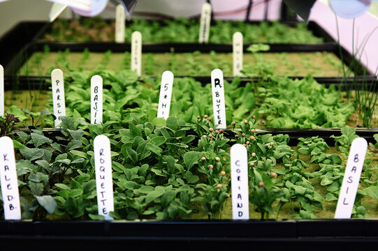 Hydroponic herb garden nursery