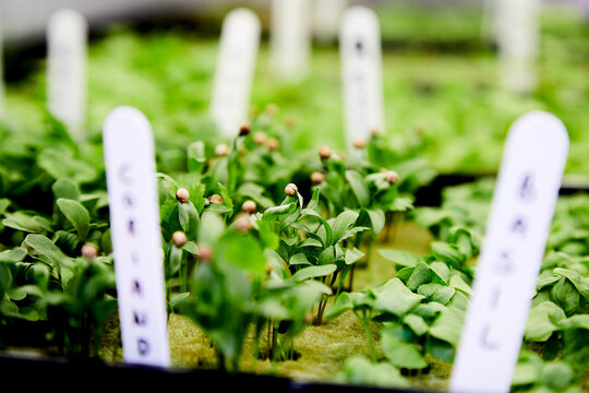 Hydroponic herb garden nursery