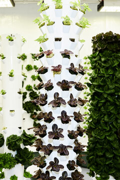 Purple bok choy in hydroponic tower