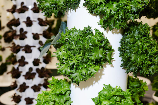 Indoor vertical hydroponic garden tower