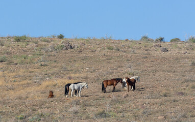 Wild Horses Near the Salt River in the Arizona Desert in Winter