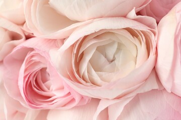 Many beautiful ranunculus flowers as background, closeup