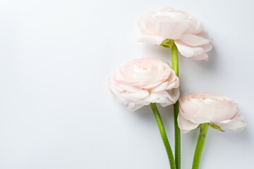 Fototapeta premium Beautiful ranunculus flowers on white background, flat lay. Space for text