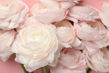 Beautiful ranunculus flowers on pink background, closeup