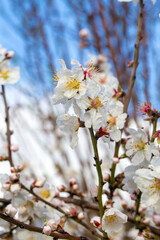 Almond tree flowers bloom in spring