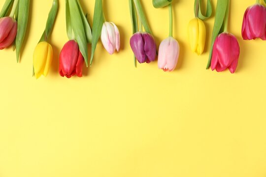 Beautiful colorful tulip flowers on yellow background, flat lay. Space for text