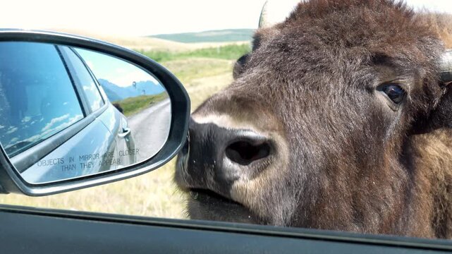 A curious bison approaches a car, sniffing the side mirror, showing wildlife interaction in nature. Waterton, AB, Canada