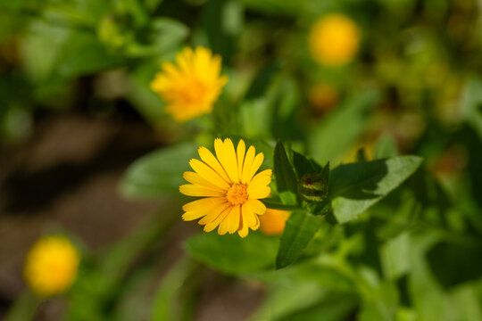 Calendula arvensis or Field marigold, a beautiful and yellow flower from Mediterranean area