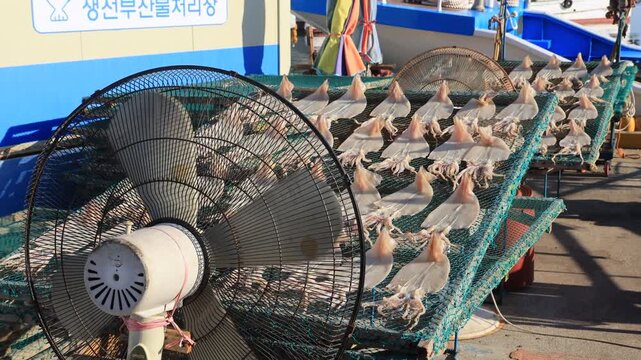 Squid Drying on Harbor Nets