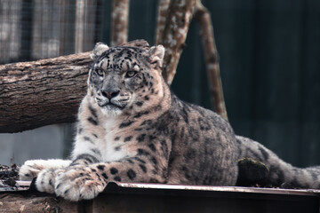 Obraz premium Panthère des neiges au repos, félin rare en environnement naturel