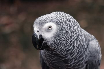Perroquet gris du Gabon en portrait, oiseau exotique au regard expressif © JP Dullin