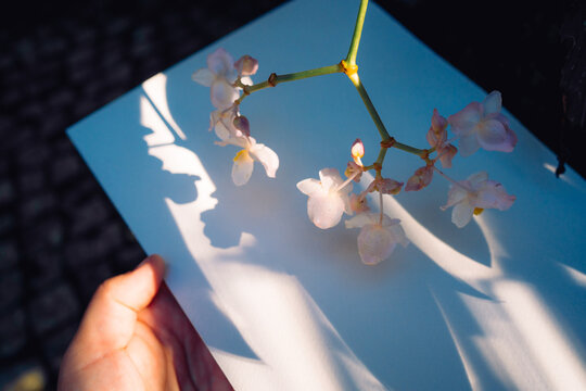 Orchid Branch Casts a Delicate Shadow on White Paper
