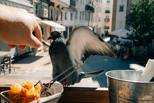 Pigeon Approaches for Food in a Quiet City Square