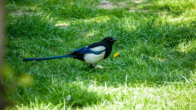 magpie on young grass in city, looking for food, black and white color, long tail, omnivorous bird