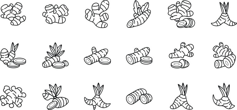 Collection of hand-drawn ginger and turmeric root sketches in black and white line art style