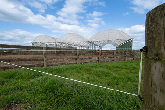 Covered Standoff Yards For Cows