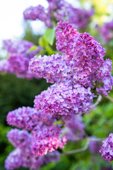 Delicate Lilac Blooms With Gentle Emphasis, Graceful Floral Display Featuring Light Pastel Shades And Subtle Focus