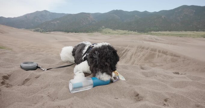 Aussiedoodle Dog Drink Travel Water on Great Sand Dunes Colorado