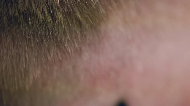 Electric hair clipper shaving head extreme close-up