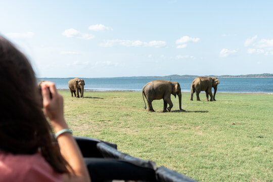 Kid Safari Adventure With Cameras, traveler Sri Lanka