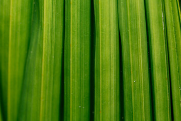 Macro view of green leaves showing texture, veins and water droplets. Natural botanical detail emphasizing freshness, organic growth and environmental sustainability concepts.