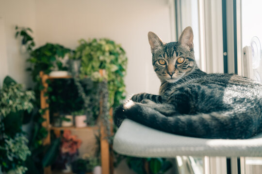 Tabby Cat Resting on a Sunlit Perch Near Lush Green Plants