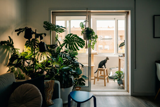 Cozy Indoor Space With Plants and a Cat Enjoying the Sunshine