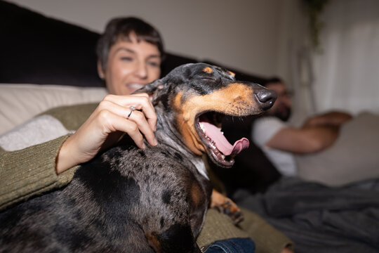 Tired dachshund yawning while woman petting back home