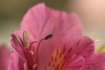 Obraz premium Smoke close-up selective soft focus pink Alstroemerieae lily Flower, petal, pistil; stamen. Macro blur natural abstract background.
